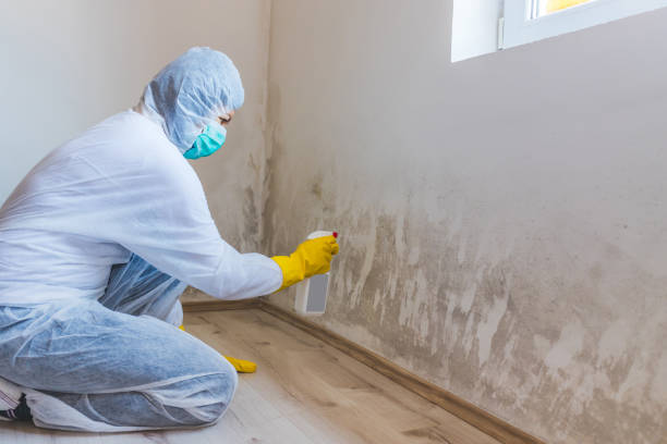Licensed Mold Removal service in Danville, VA - WQB Mold Removal