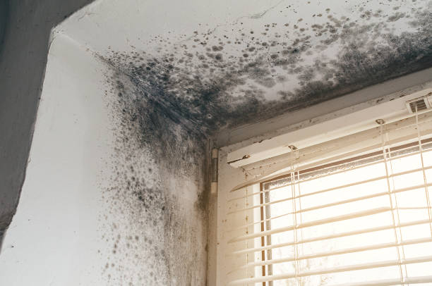 Affordable Mold Removal solutions in Danville, VA